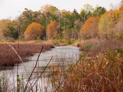 [Looking through vegetation down a wide canal with overgrown vegetation at edges and trees a bit back from that.]